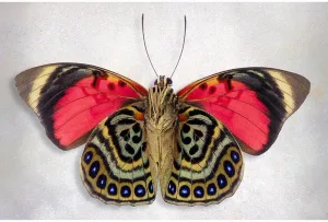 ArtDirect Claudina Agrias - Underside 18x13 Gallery Wrapped Canvas Museum Art by Reynolds, Richard