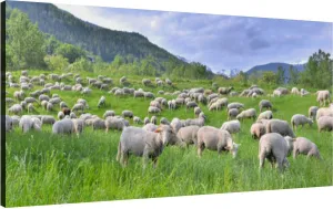 Canvas Wall Art for Living Room Bedroom Flock sheep greenery grassland alpine mountain at spring Big Large Wall Art Decor Framed Painting Wall Pictures Prints Artwork Office