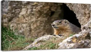 CHAUSSUREBAR Large Canvas Wall Art Alpine Marmot marmota marmota Adult standing Rocks Alps South East Canvas Art Prints Pictures Wall Decor Living Room Wall Paintings for Bedroom Bathroom 30'' x 60''