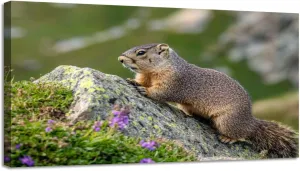 CHAUSSUREBAR Large Canvas Wall Art Alpine marmot Marmota marmota rock Fagaras Mountains Romania Canvas Art Prints Pictures Wall Decor Living Room Wall Paintings for Bedroom Bathroom 20" x 40"