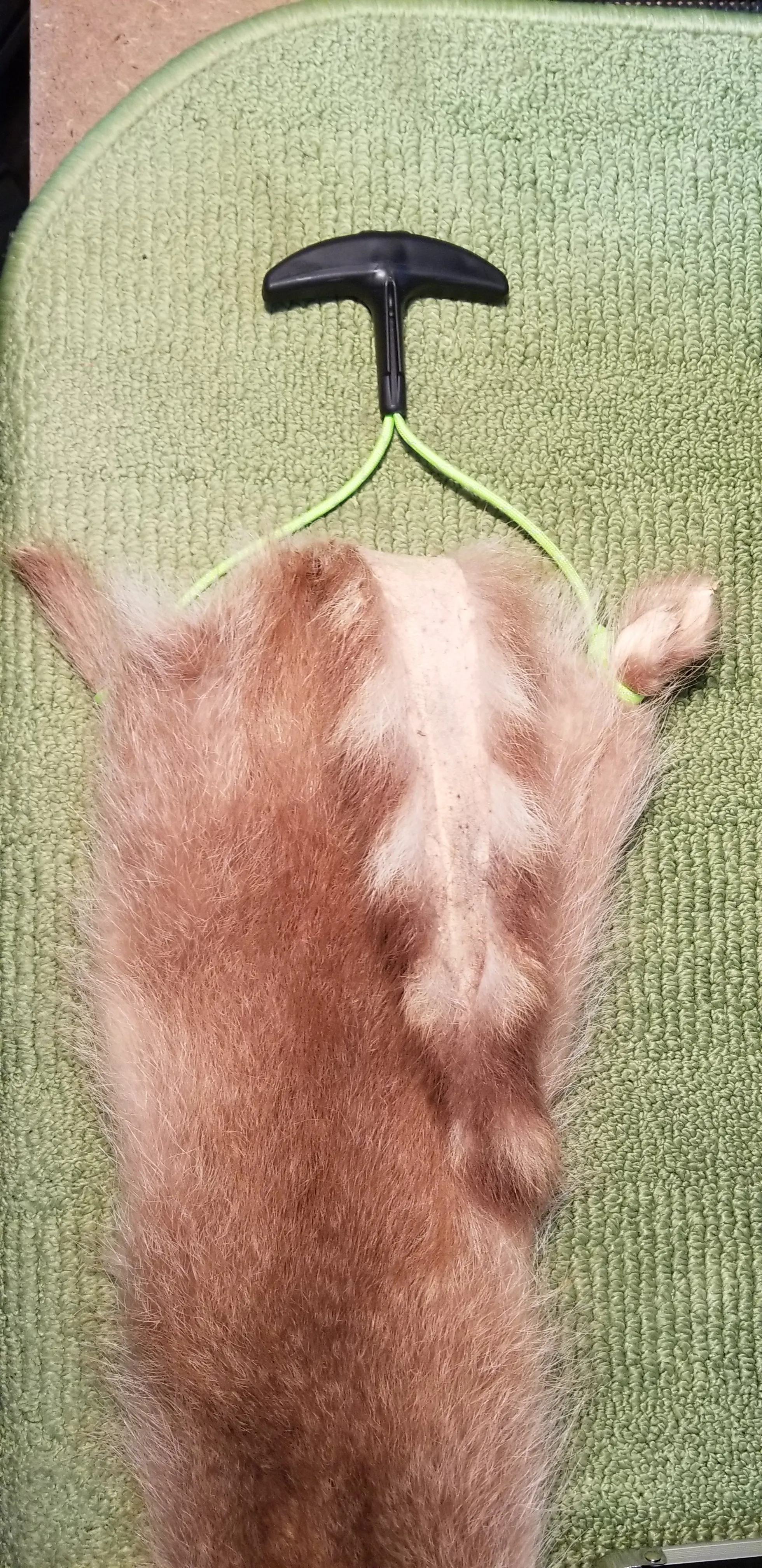 COON/SMALL GAME CARRIER 2.0 Green
