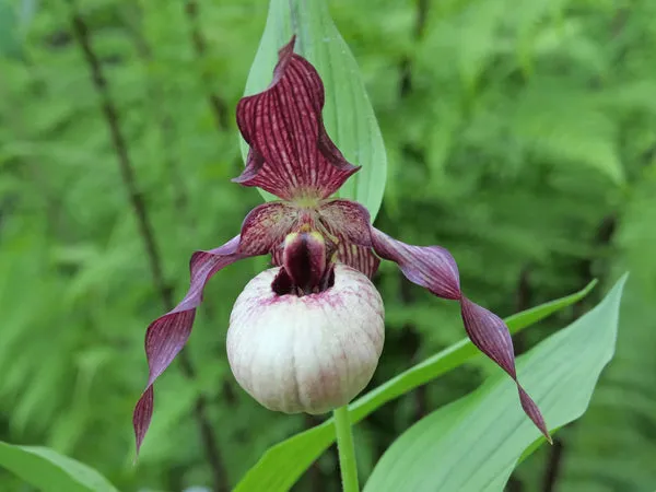 Cypripedium Axel
