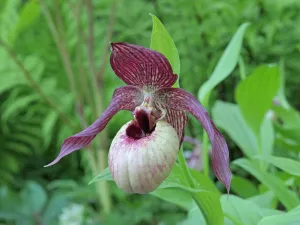 Cypripedium Axel