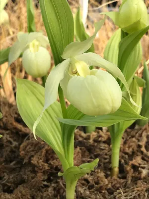 Cypripedium Bernd Pastel