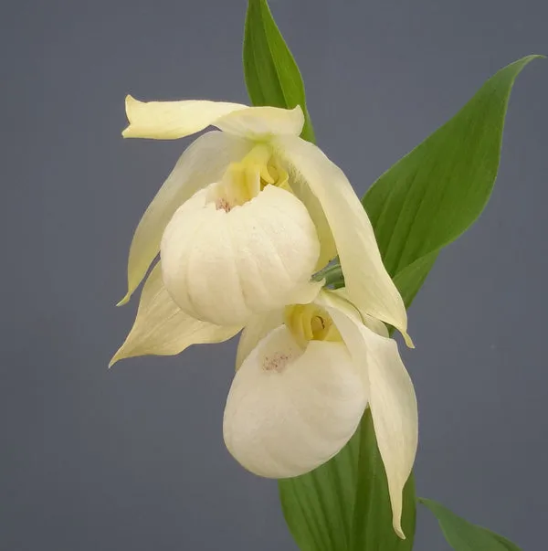 Cypripedium Bernd Pastel