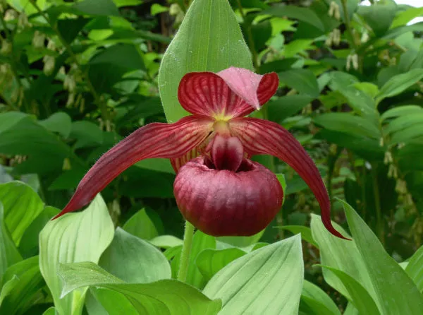 Cypripedium Christian