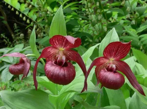 Cypripedium Christian