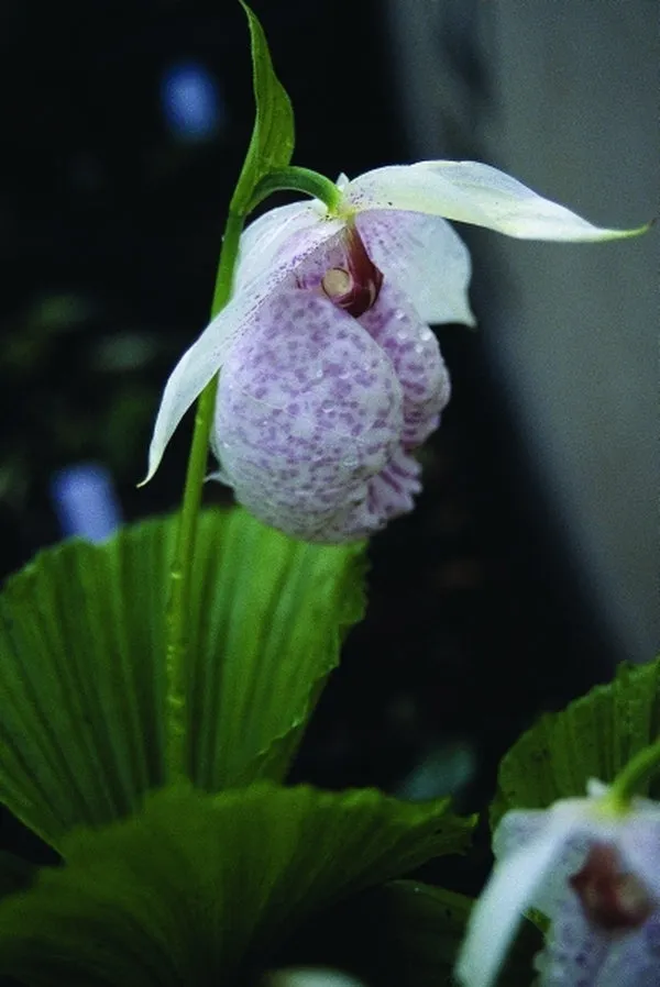 Cypripedium formosanum