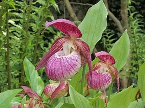 Cypripedium Frosch Harlequin