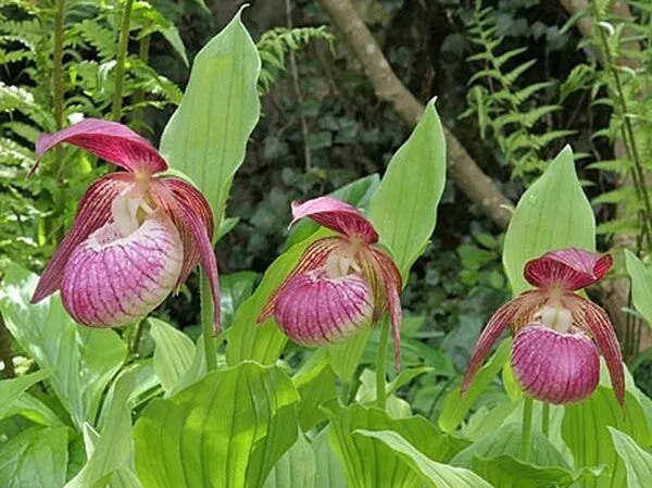 Cypripedium Frosch Harlequin