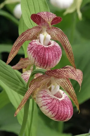 Cypripedium Hans Erni