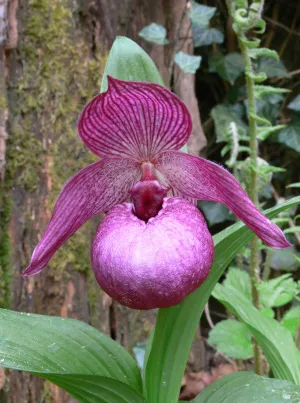 Cypripedium Henric