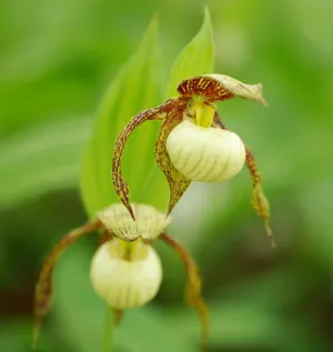 Cypripedium Kathleen Anne Green