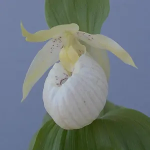Cypripedium Lady Dorine