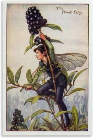 RUICAI Canvas Artwork Home Decor The Elderberry Fairy Illustration By Cicely Mary Barker （2） Canvas Poster Bedroom Decor Office Room Decor Gift Unframe-style 12x18inch(30x45cm)