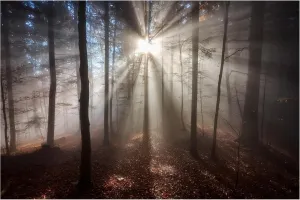 Trademark Fine Art Canvas Wall Art - Jakub Koziol 'Magic forest' Wall Art for Living Room, Bedroom, or Office Décor