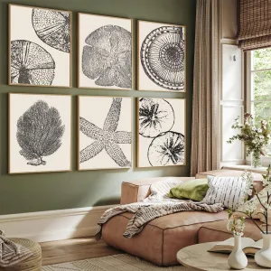 WYHLMTQ 6Pcs Boho Coastal Canvas Wall Art - Modern Abstract Shell Pictures - Unframed 12x16In - For Beach House, Bathroom, Living Room